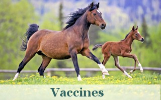 Wide selection of the highest quality vaccines
